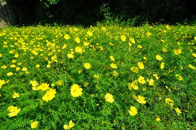 くりはま花の国コスモスまつりへ行ってきました 見ごろはこれから 10月中旬の予定です そのうち 住宅ライターが神奈川県横須賀市の バウス横須賀中央 を徹底レポート