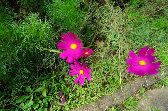 くりはま花の国コスモスまつりへ行ってきました 見ごろはこれから 10月中旬の予定です そのうち 住宅ライターが神奈川県横須賀市の バウス横須賀中央 を徹底レポート