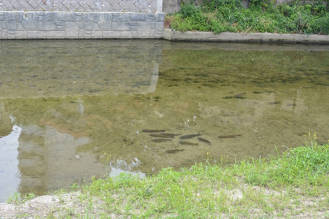 山崎川