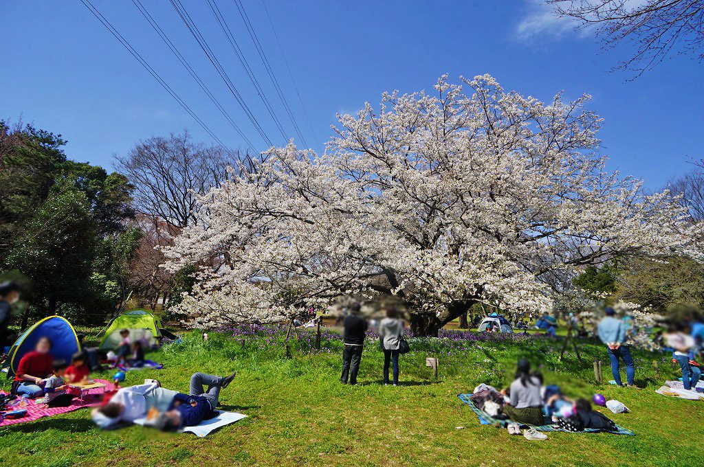 自転車で約7分 親子でのびのびと体を動かすことができる 小金井公園 へサイクリング そのうち 東京都武蔵野市の新築分譲マンション バウス武蔵境 を住宅ライターが徹底レポート