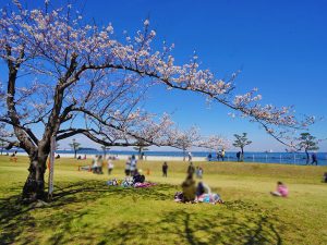 くりはま花の国コスモスまつりへ行ってきました 見ごろはこれから 10月中旬の予定です そのうち 住宅ライターが神奈川県横須賀市の バウス横須賀中央 を徹底レポート