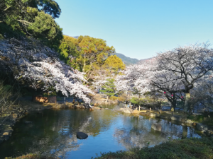 600本の桜が咲く 自然豊かな蒲郡の桜の名所 中央公園 そのうち 愛知県蒲郡市の新築分譲マンション アルバックス蒲郡レジデンスを徹底レポート